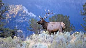 Top 10 Elk Hunting Tips for Beginners and Experts